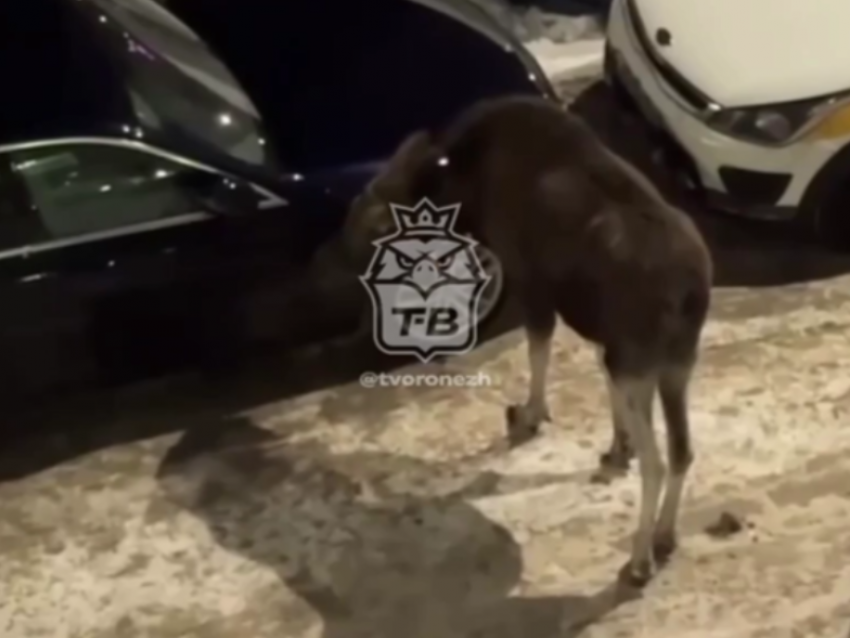 Лесной великан навестил ночной Воронеж