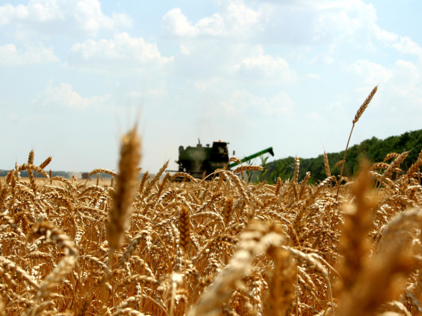 Аграрии Воронежской области намолотили уже второй миллион тонн зерна