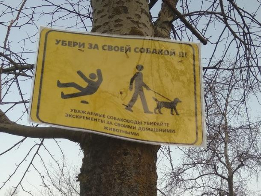 В Воронеже появились плакаты, адресованные собаководам