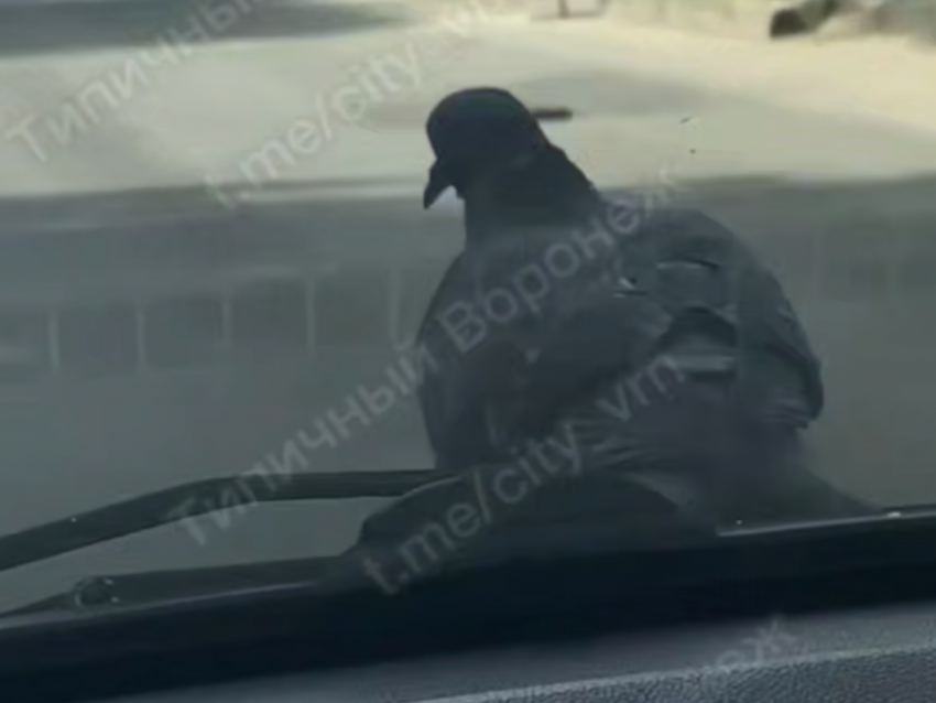 Самого ленивого голубя нашли в Воронеже 