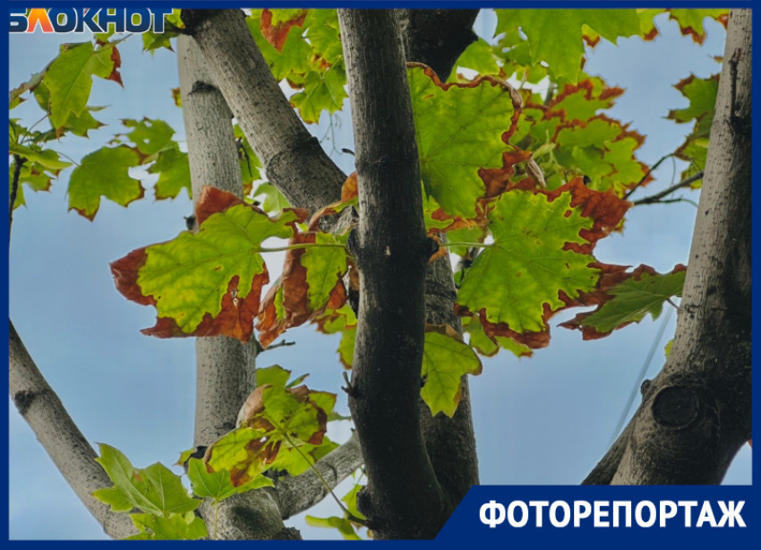 Ух, тля: названа причина массовой гибели деревьев в центре Воронежа