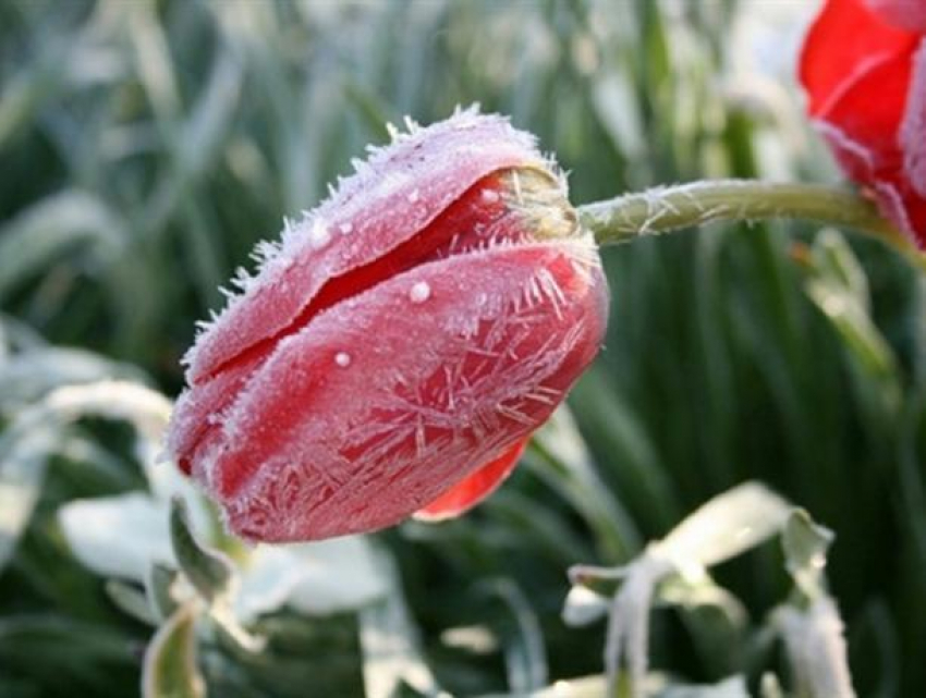 В Воронеже из-за заморозков объявили штормовое предупреждение