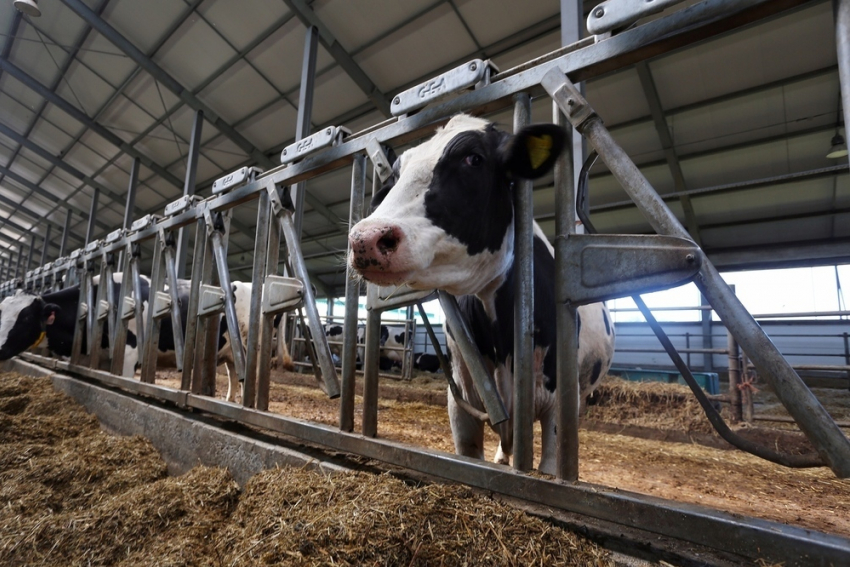 В Воронежской области анонсировали появление животноводческой мегафермы