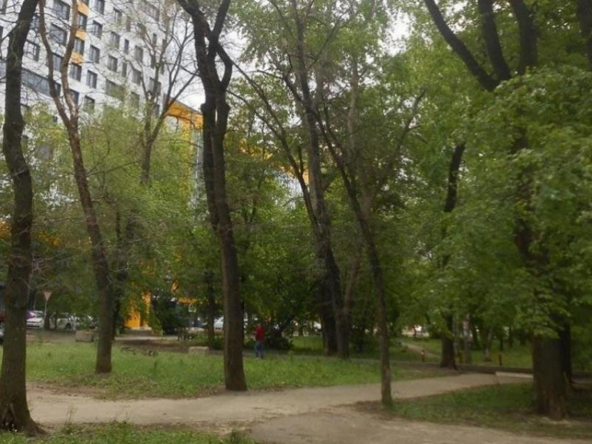 26 аварийных сухих деревьев спилят в центре Воронежа