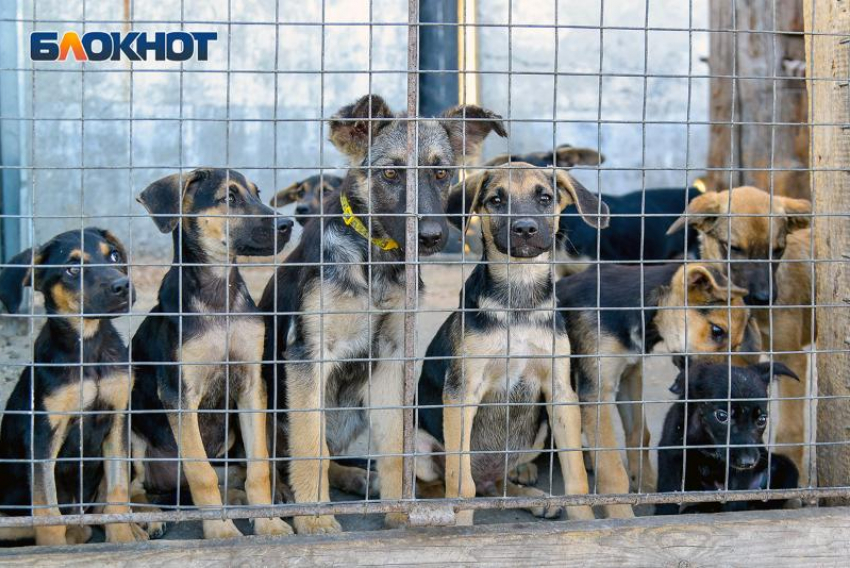 Стало известно, кто чаще всего жалуется на бездомных собак в Воронеже