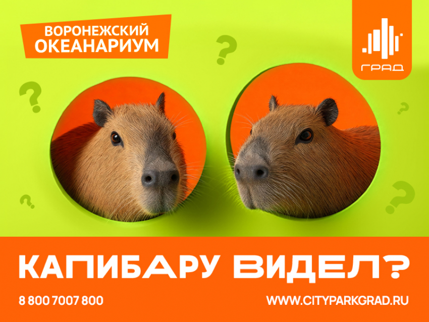 Воронежцев приглашают в Сити-парк «Град» на грандиозное новоселье капибар