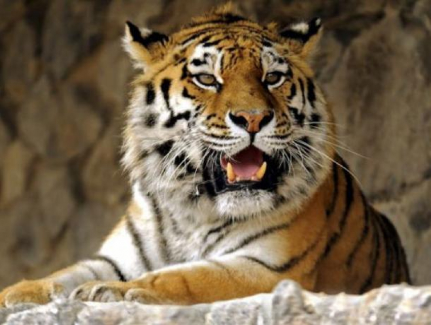 Воронежцев пригласили отметить День тигра в зоопарке