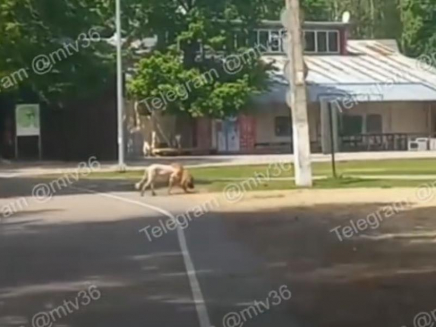 Очень странного «льва» встретили в популярном воронежском парке