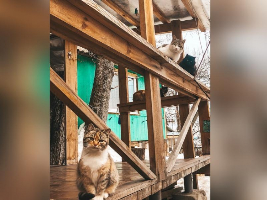 Принадлежащий кошкам дом обнаружили в Воронеже
