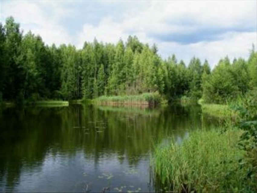 В Воронежской области мужчина утонул в пруду