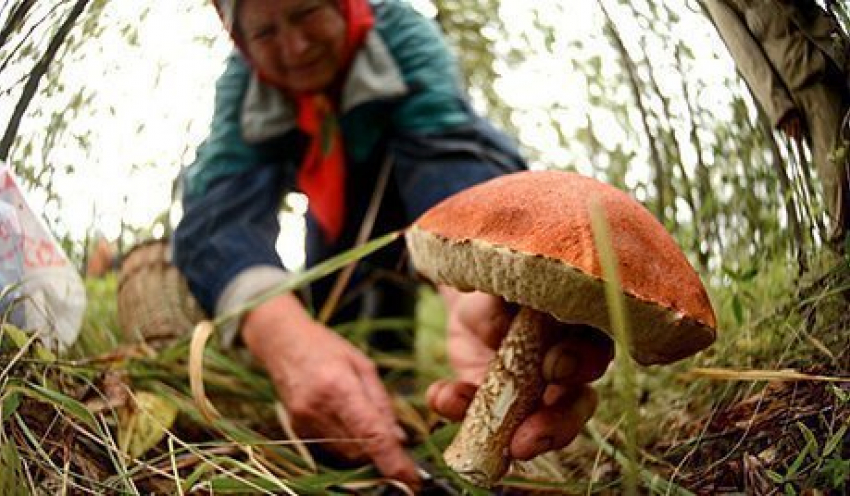 Как собирать грибы, чтобы не отравиться ими, - рассказал воронежский грибник
