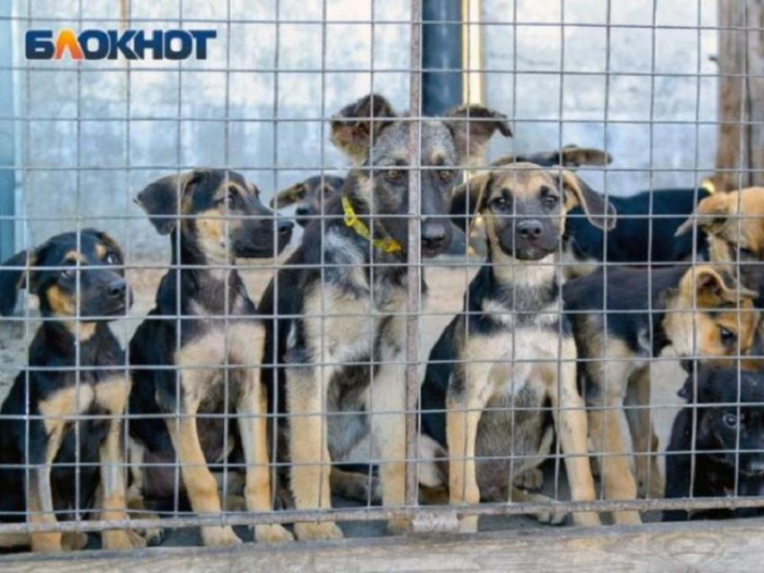 Агрессивных собак навсегда отправили в приют после жалоб воронежцев