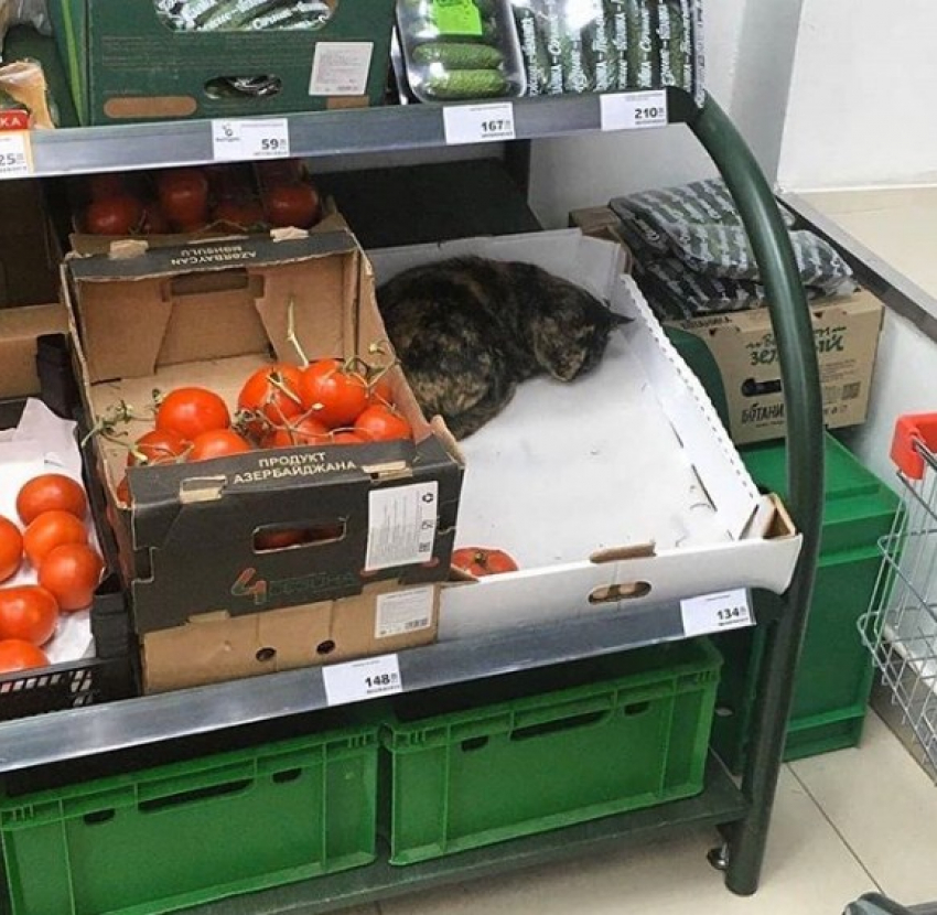 Воронежцев растрогал кот, продающий свои пушистые килограммы в магазине