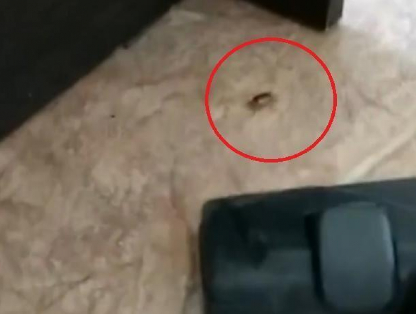 Убийство майского жука «сосущим чревом» сняли на видео в Воронеже