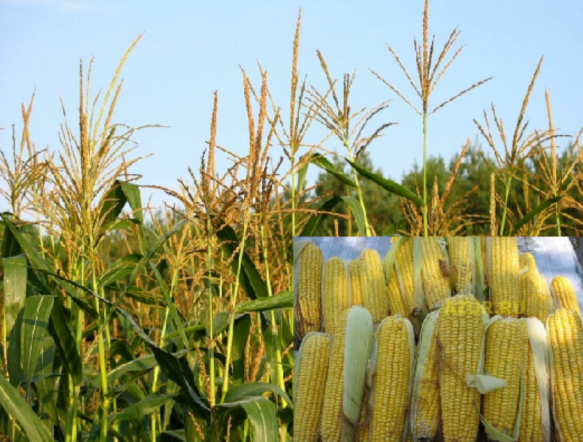 В Воронежской области  у директора агрофирмы украли 40 мешков кукурузы