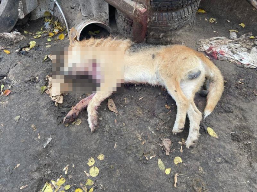Массовое убийство собак в воронежском приюте начала расследовать полиция 