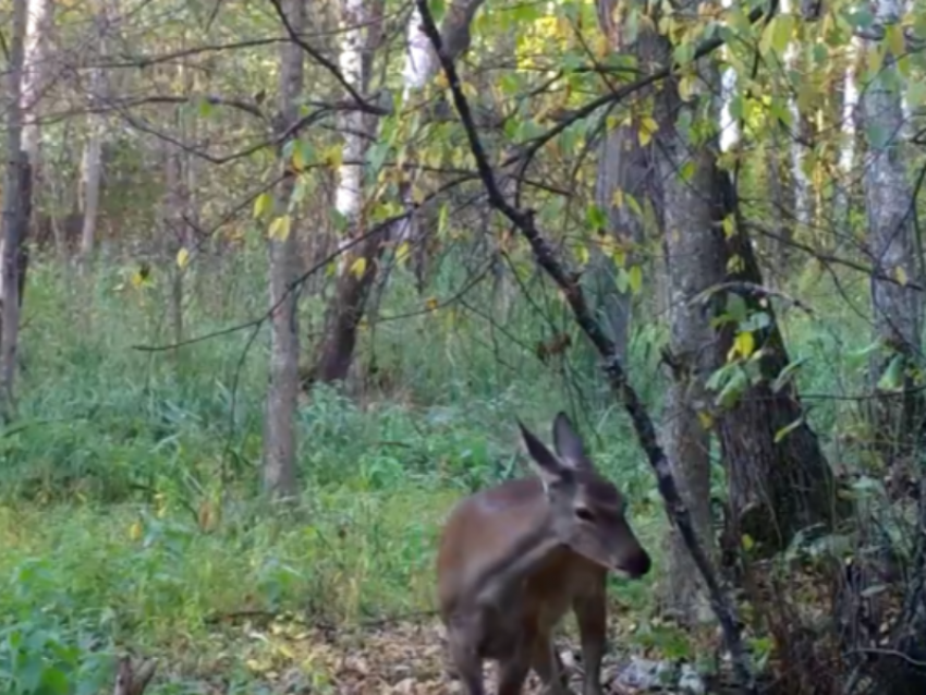 Чем орущие олени завлекают самочек в Воронежском заповеднике