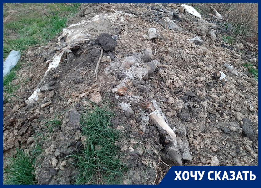 «Ноги, роги и кишки» показал воронежец прокурору Богучарского района