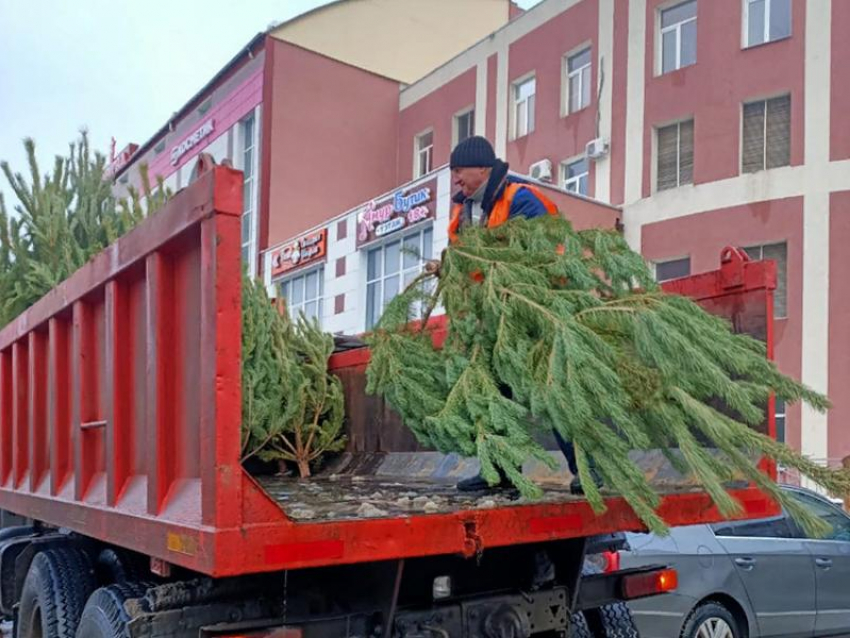 Охоту на нелегальные елочные базары устроили в Воронеже