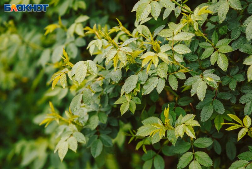 Июньская серость не отступит от Воронежа: погода на три дня 