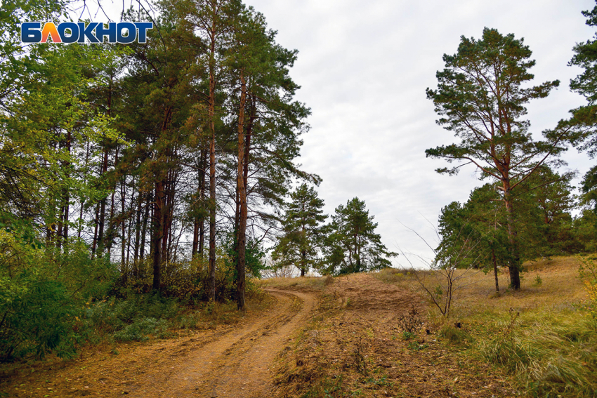 Почти до конца сентября власти продлят запрет на въезд в леса Воронежской области