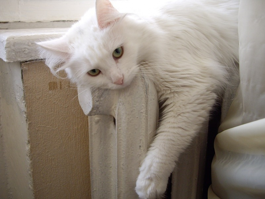 Отопление в Воронеже: подключено 78,3% домов