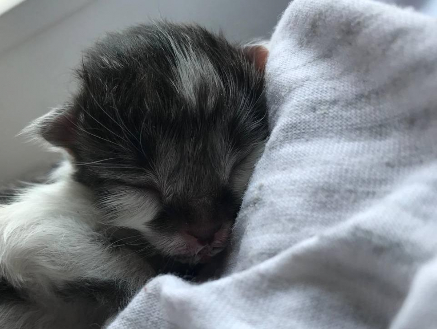 «Пора наказывать?»: под Воронежем нашли пять новорожденных котят в мусорном пакете