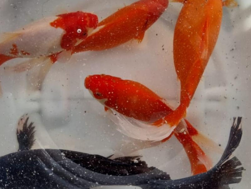 Диковинные карпы кои поселились в воронежском Центральном парке