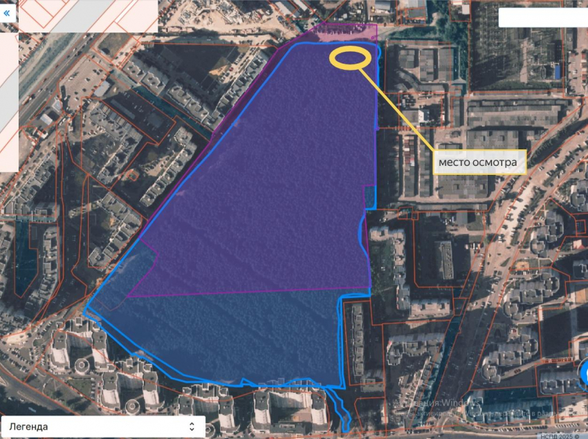 Воронежцы помогли спасти сосны в «Северном лесу»