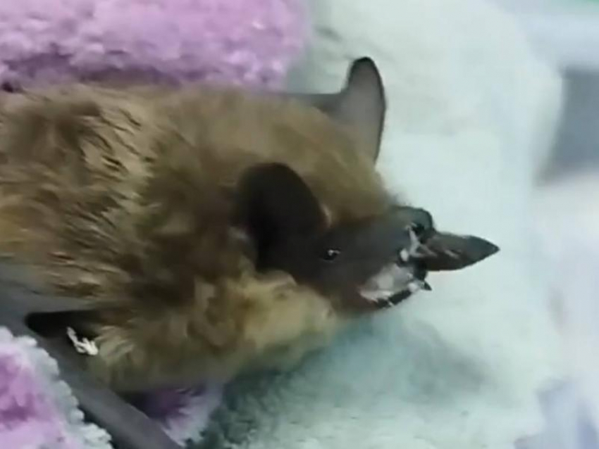 Судебные приставы из Воронежа нашли у здания кровососущее существо