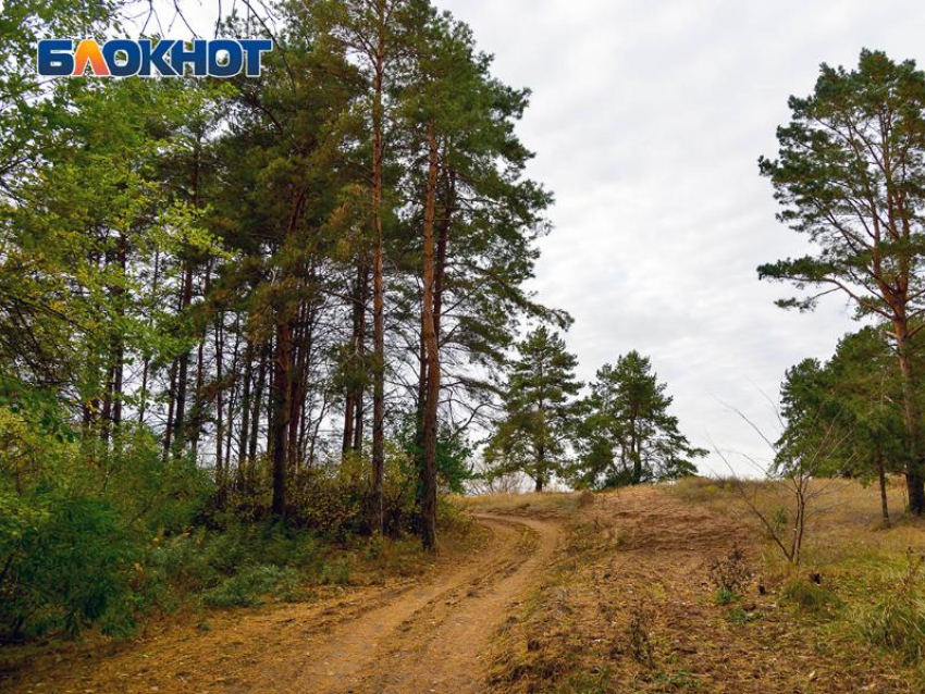 Четверо детей пропали за неделю в Воронежской области