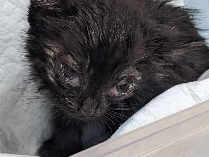 Покусанного хорьком котенка спасли в Воронеже