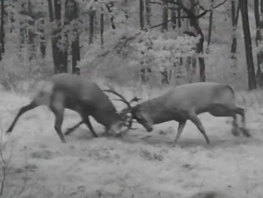 Битва оленей в Воронежском заповеднике попала на видео