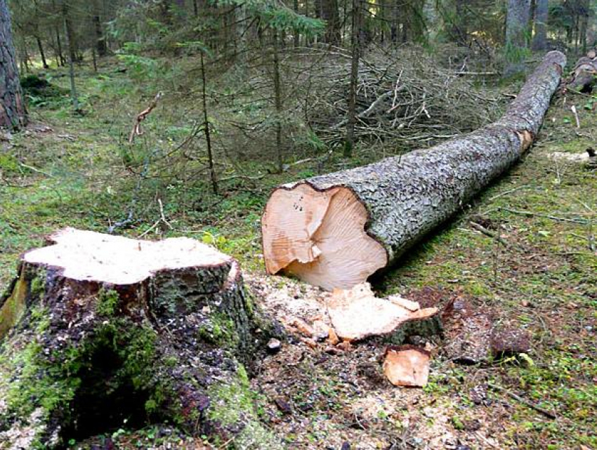 Воронежец заплатит 806 тысяч рублей за рубку деревьев для сарая