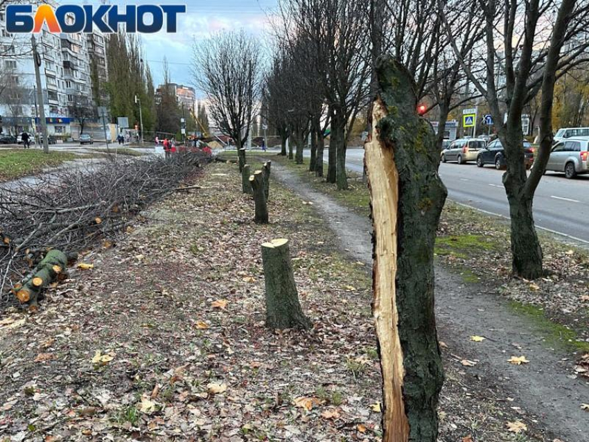 Увы: второй ряд рябиновой аллеи тоже не переживет проект западного дублера Московского проспекта 