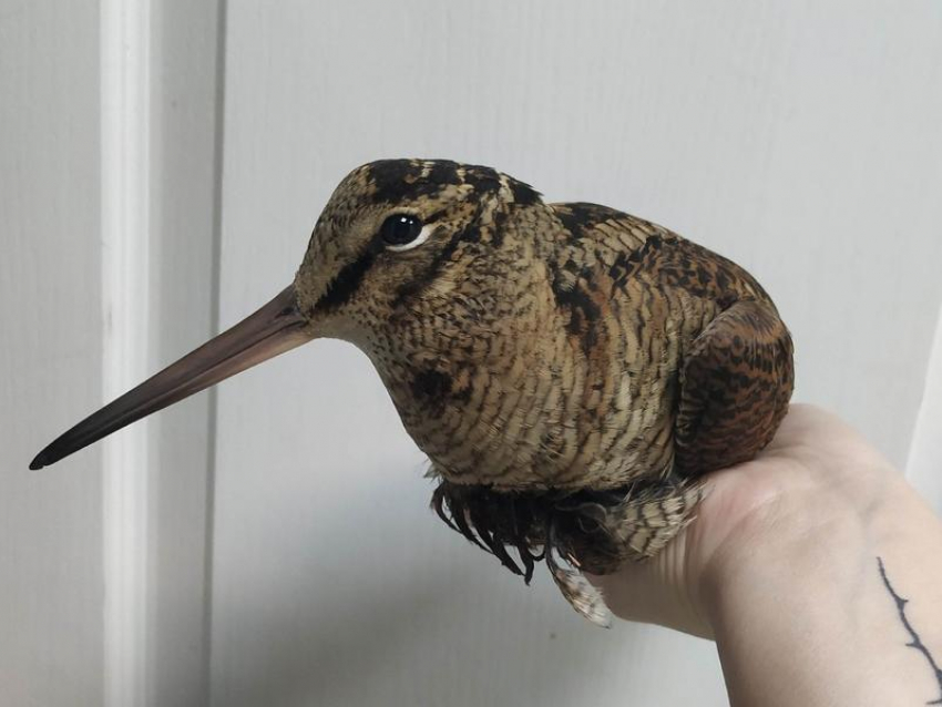 Самую благородную птицу по версии Даля спасли в Воронеже