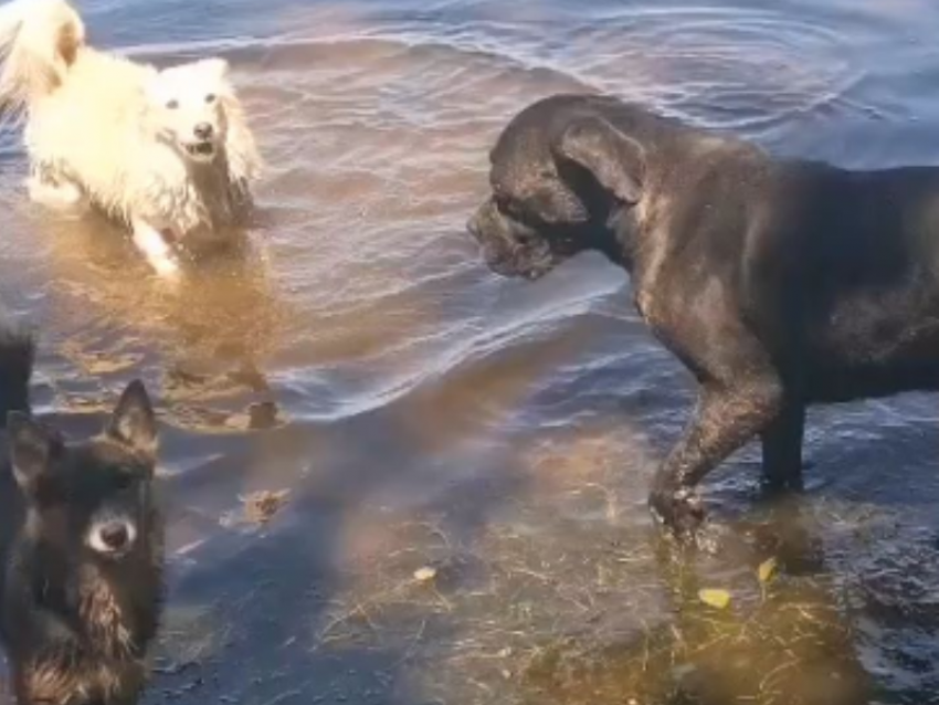 Путешествие 70 собак на гигантском плоту по Воронежскому водохранилищу под угрозой