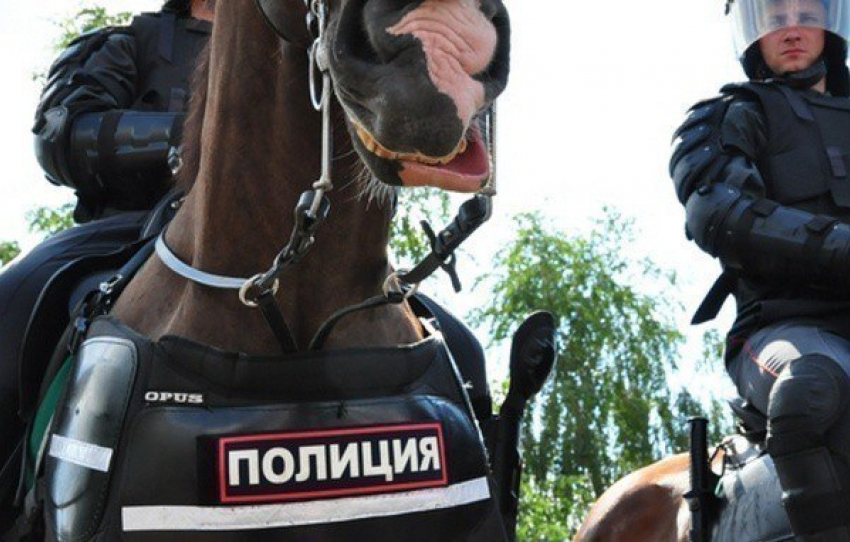На День города воронежцы смогут бесплатно покататься на полицейских лошадях