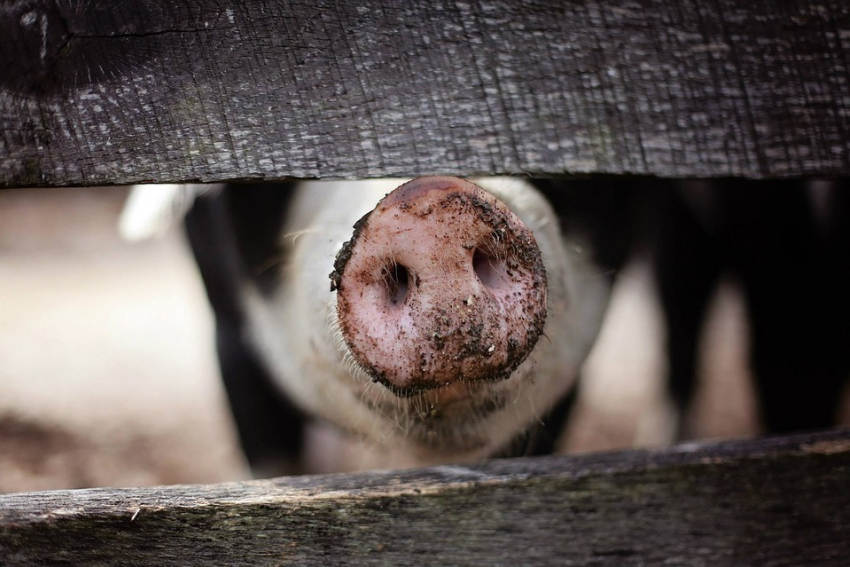 После вспышки Африканской чумы свиней крупнейший свинокомплекс  Воронежской области сняли с карантина