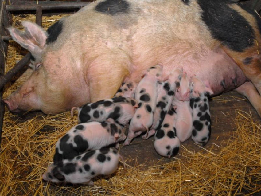 Меньше коров, но больше свиней стало у воронежских аграриев