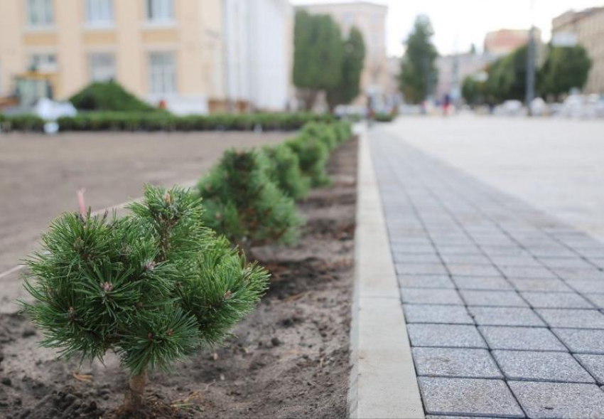 Опубликованы фото растений, которые высаживают в сквере Бунина в Воронеже
