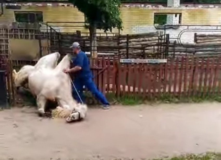 На видео попал момент жесткого падения верблюда в Воронежском зоопарке