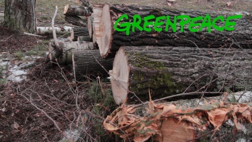 Ситуация с вырубкой деревьев в заказнике «Воронежском» заинтересовала «Greenpeace»