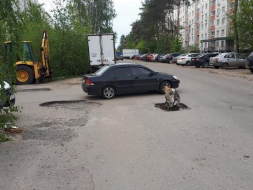 Минский пень научил дорожников чинить асфальт в Воронеже 
