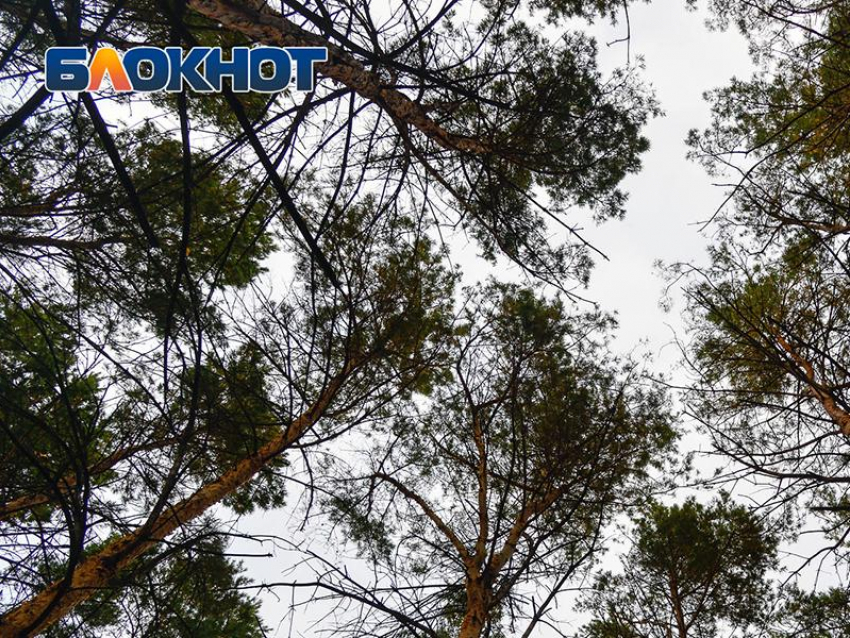 Труп пожилого мужчины нашли под окнами дома на улице 45-й Стрелковой дивизии в Воронеже