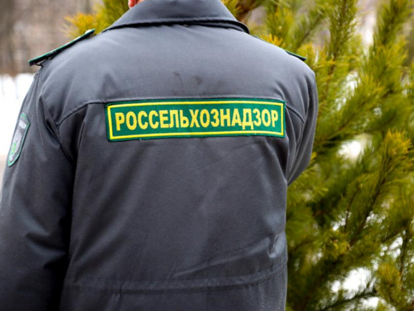 Чиновники и полиция отбирают ёлки у торговцев в Воронеже