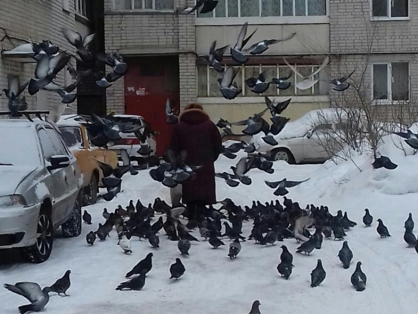 Повелительницу голубей заметили в одном из дворов в Воронежа