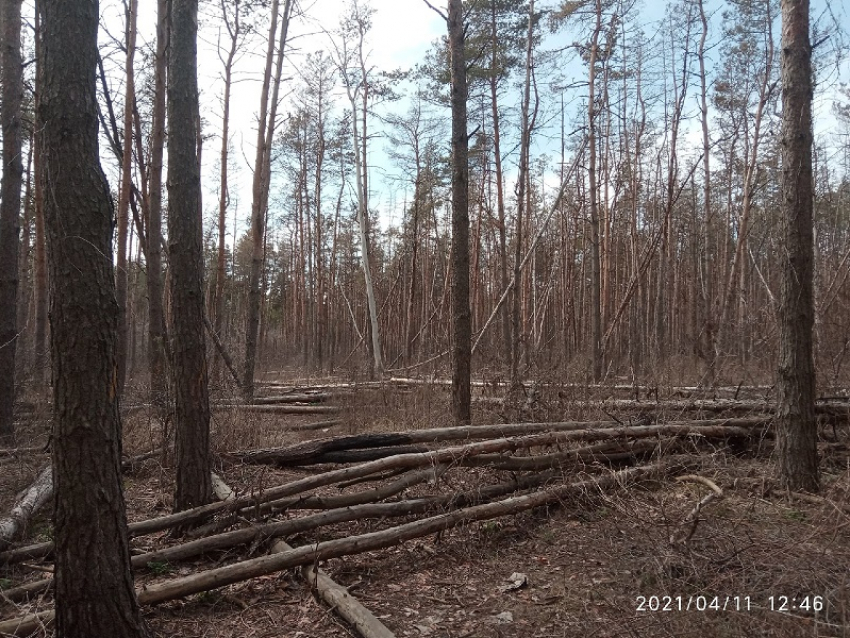 Неприглядное состояние Северного леса продемонстрировали в Воронеже