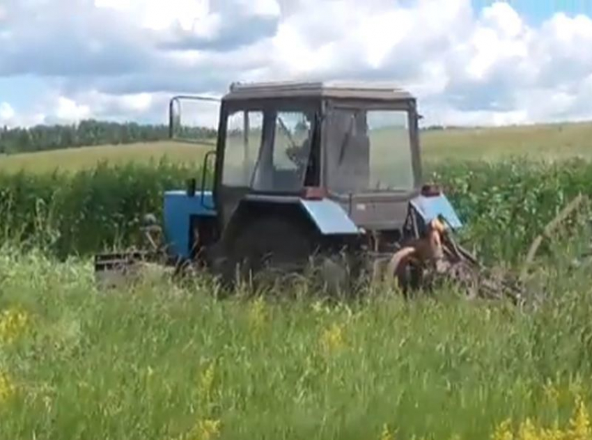 Под Воронежем полицейские уничтожили 7 тонн конопли