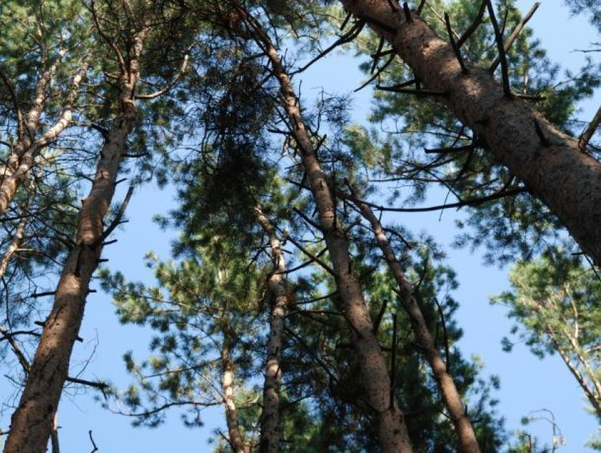 В воронежском парке сосна упала на 8-летнего мальчика